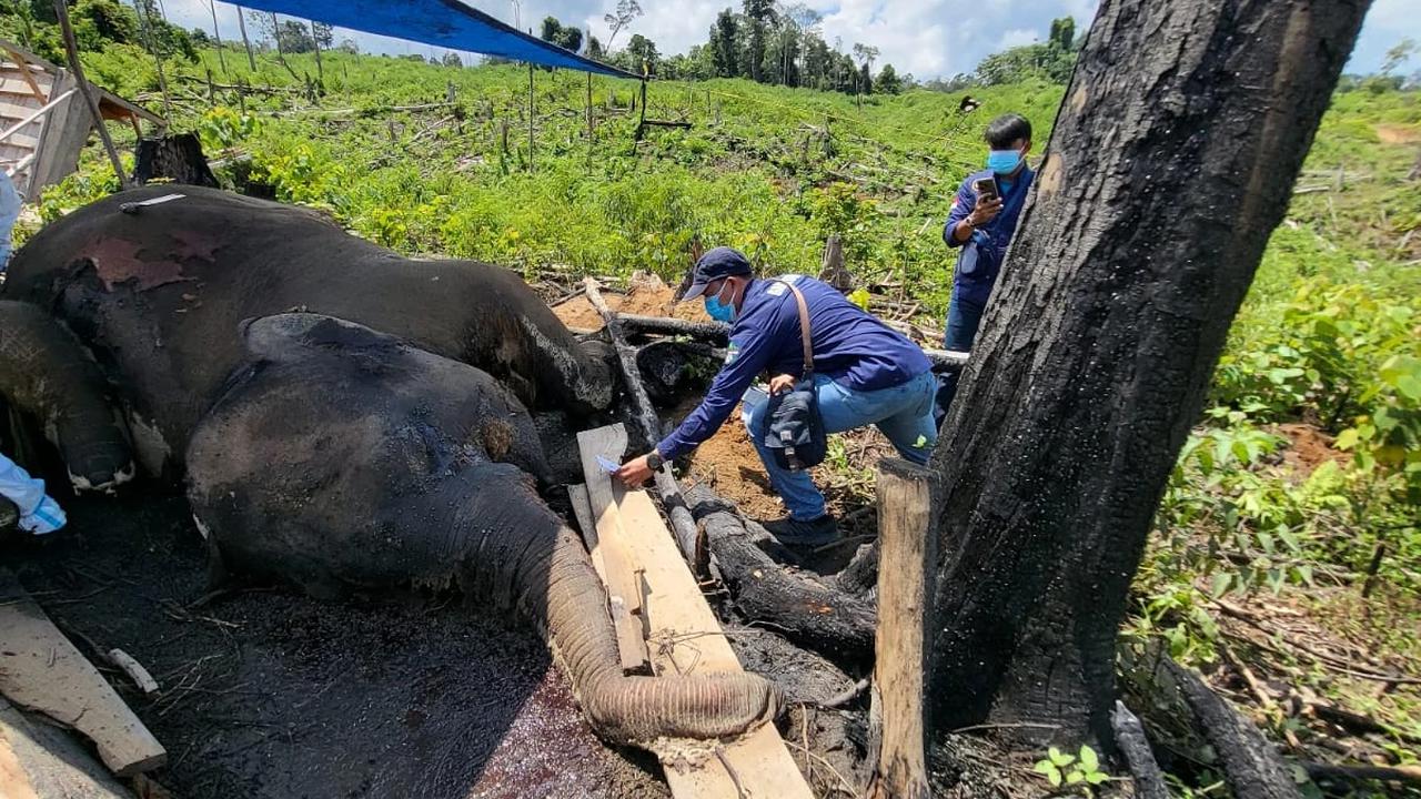 Induk dan Anakan Gajah Ditemukan Mati di Hutan Produksi Bengkulu, Polisi Selidiki