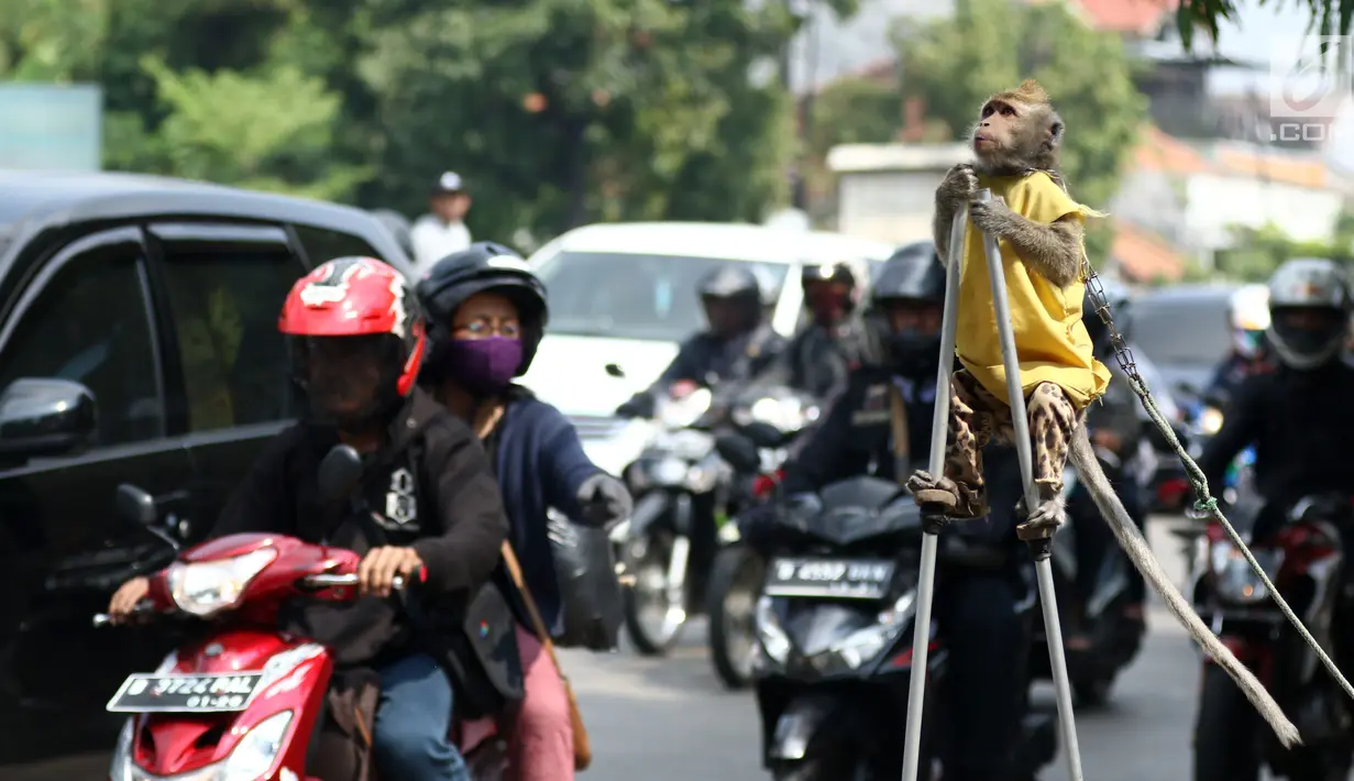 Seekor monyet melakukan atraksi di jalur Pantura Brebes, Jawa Tengah, Kamis (22/6). Kehadiran atraksi topeng monyet ini menjadi salah satu hiburan para pemudik yang hendak mudik ke kampung halamannya. (Liputan6.com/Gempur M Surya)