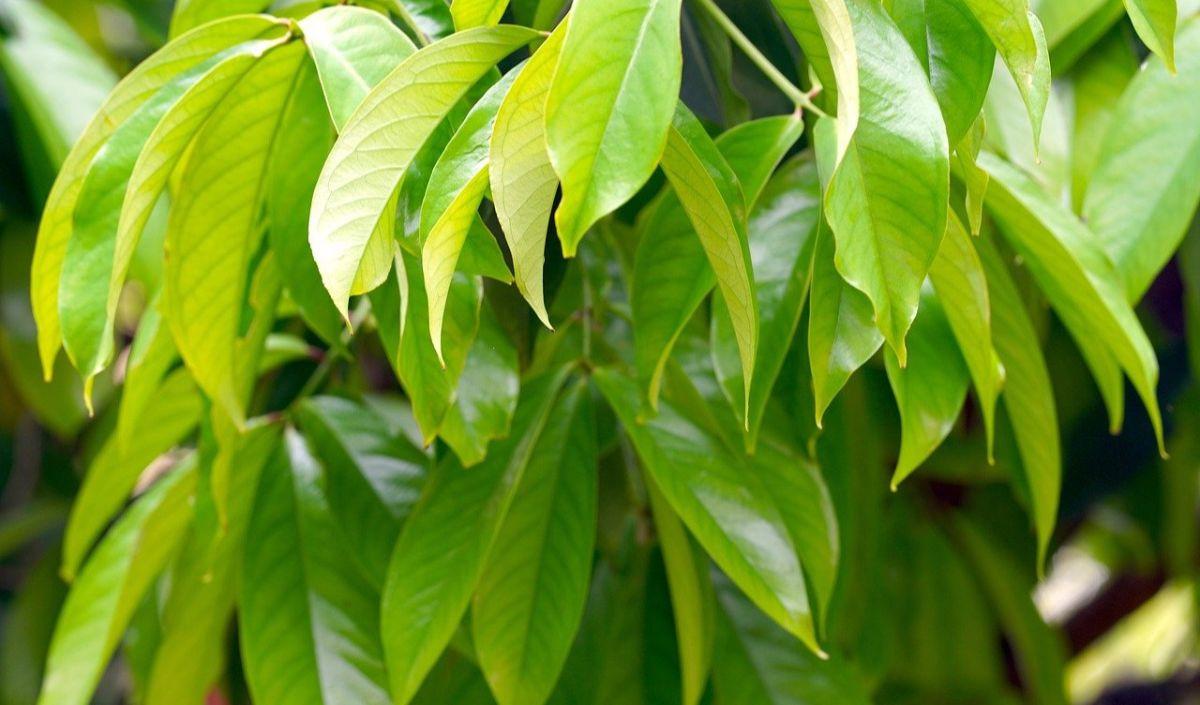 6. Daun Mangga