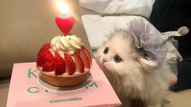 6 Potret Gemas Beri Surprise Ulang Tahun Kucing Kesayangan, Bikin Senyum