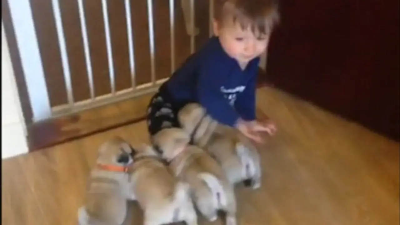Video Lucu Kejar-kejaran Seorang Balita dan Anak Anjing