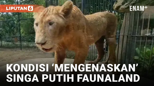 Singa Putih Faunaland Ancol yang Viral Ternyata Cacat Sejak Lahir