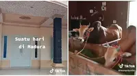 Video Kandang Sapi di Madura Gunakan Rumah Mewah Ini Jadi Sorotan (sumber: TikTok.com/@leonardyoriko)