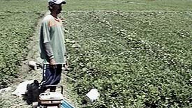 Petani Padi Di Sragen Beralih Menanam Kacang News Liputan6 Com