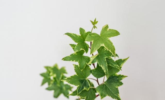English Ivy (Hedera helix)