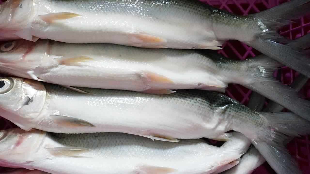 Bolehkah Asam Urat Makan Ikan Bandeng? Ini Penjelasan Lengkapnya