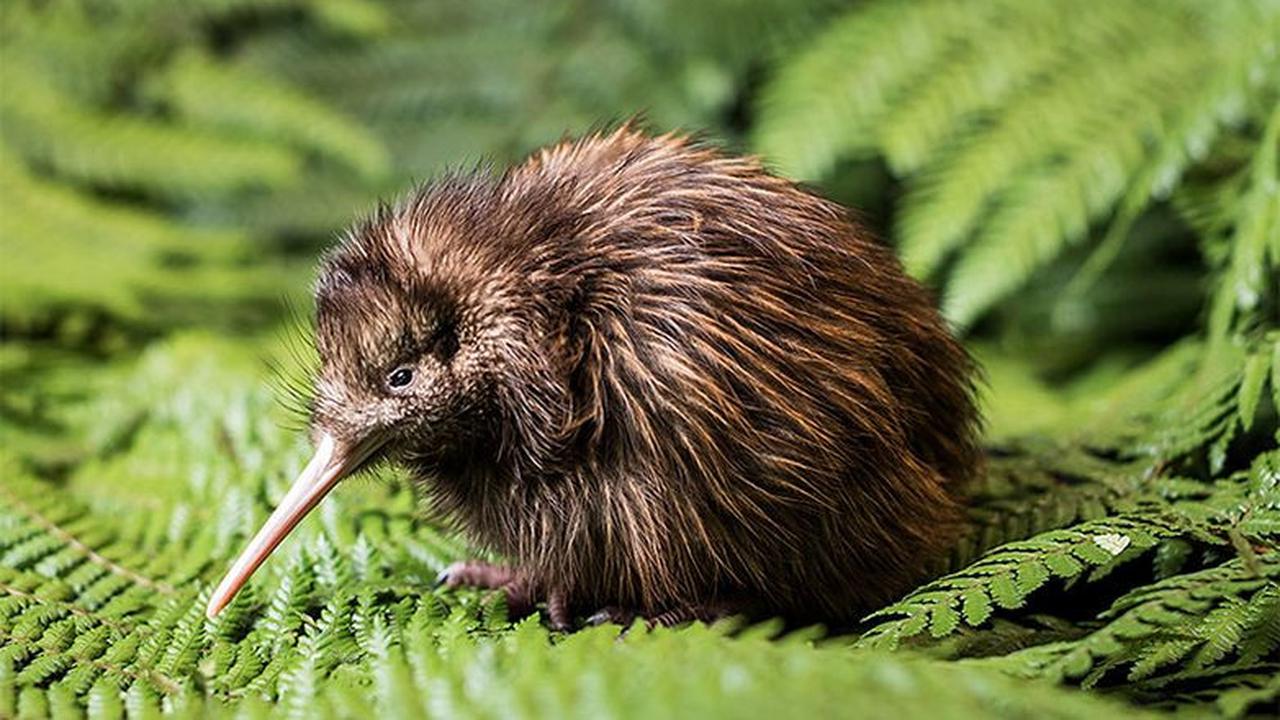 1. Kiwi<br>