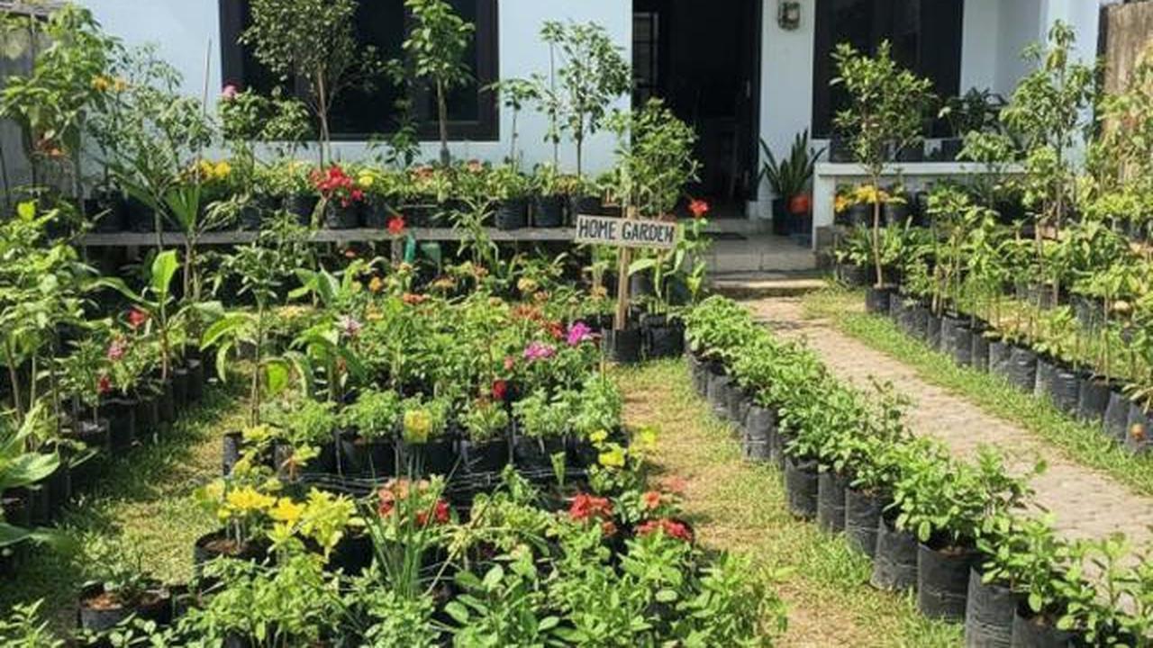 Cara Menanam Sayur untuk Rumah Kecil, 7 Media Murah yang Cepat Panen