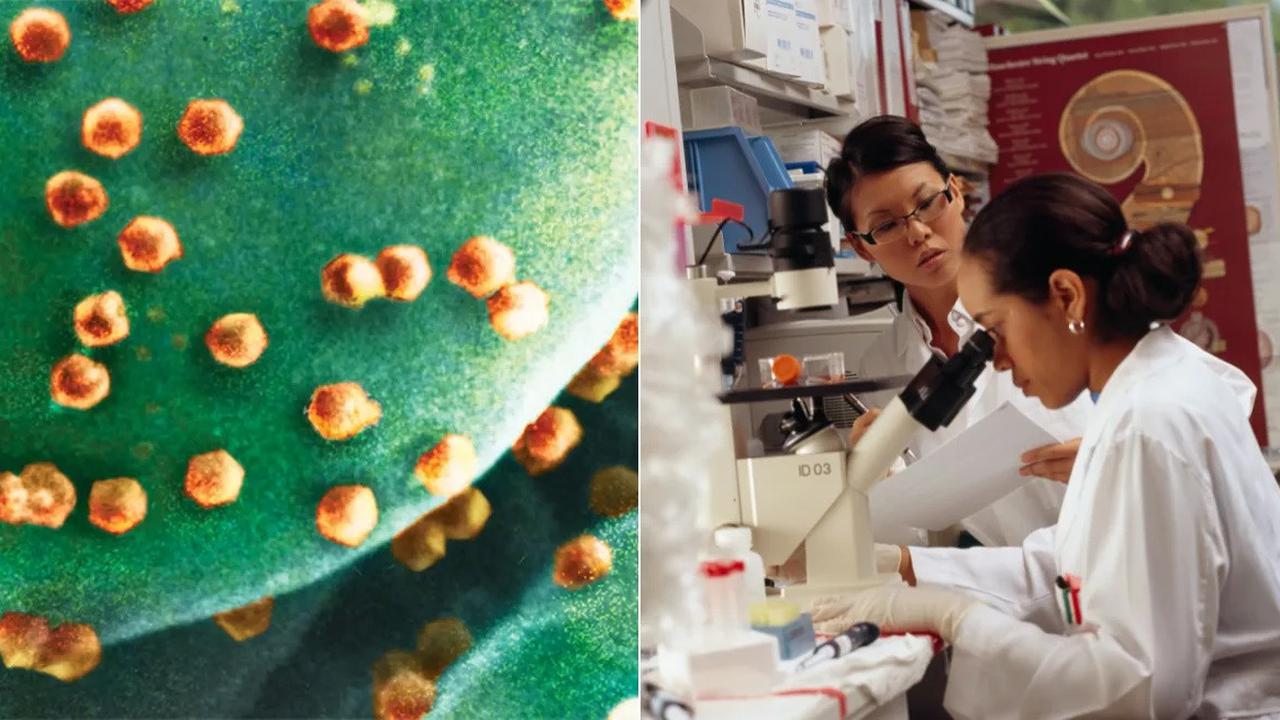 Organisme Pemakan Virus