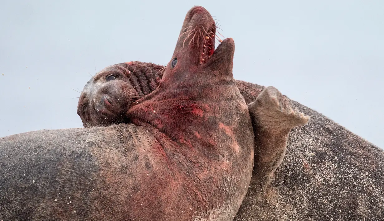 Dua anjing laut abu-abu jantan berlumuran darah saat bertarung di utara Pulau Helgoland, Jerman, (14/12). Anjing Laut ini mengadu kejantanannya demi memperebutkan sang betina yang baru saja melahirkan. (AFP Photo/John MacDougall)