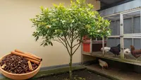 7 Jenis Pohon Aromatik untuk Rumah Dekat Kandang Ayam agar Bau dan Lalat Berkurang