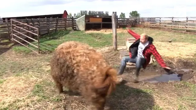 VIDEO: Kesal, Babi 200 Kg Lempar Fotografer ke Kubangan