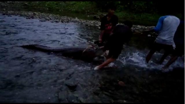 Kelelahan Dikejar Warga Sekampung Seekor Buaya Mati