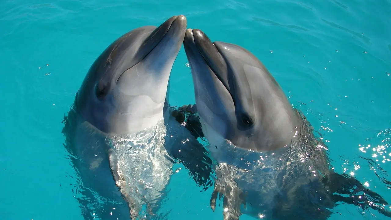 Dolphin