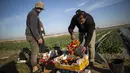 Para petani Palestina mengumpulkan buah stroberi yang selesai dipanen di sebuah lapangan di Beit Lahia, Jalur Gaza, 4 Desember 2016. Menanam stroberi menjadi andalan warga Palestina untuk bertahan di tengah bombardir Israel. (MAHMUD HAMS/AFP)