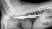 Hasil foto x-ray menunjukkan pisau sepanjang 20 cm ditelan oleh anjing, yang secara ajaib selamat. Lalu, bagaimana ceritanya?