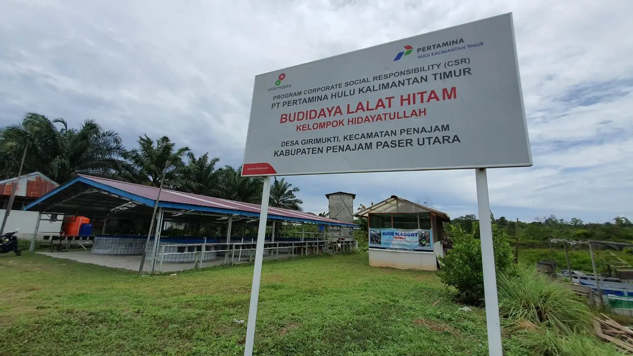 Program Budidaya Lalat Hitam atau Bulatih yang merupakan program CSR unggulan PT Pertamina Hulu Kalimantan Timur (PHKT) (Dok Pertamina)