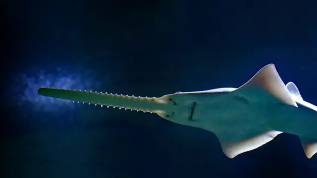 Ilustrasi Ikan Hiu Gergaji atau Sawfish