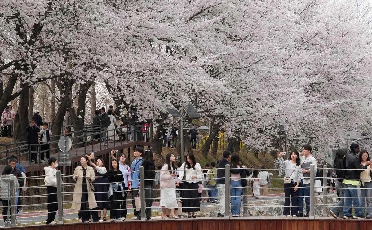 FOTO: Mekarnya Bunga Sakura Warnai Musim Semi di Seoul