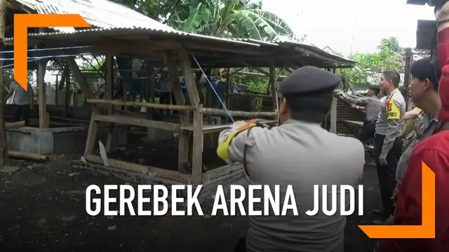 Wali Kota Probolinggo turun langsung gerebek arena judi sabung ayam yang meresahkan.