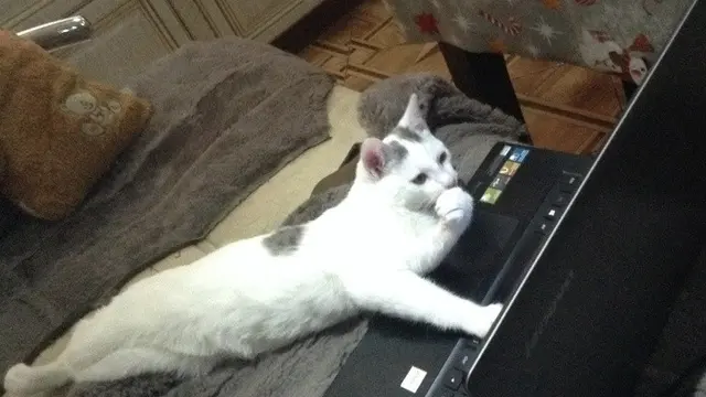 6 Aksi Kucing Berlagak Seperti Manusia, Gemas Banget