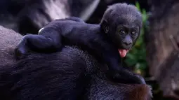 Seekor bayi gorila dataran rendah barat terlihat di Kebun Binatang Belo Horizonte, Brasil pada 14 Oktober 2019. Kebun binatang ini merupakan satu-satunya di Amerika Selatan yang berhasil mengembangbiakkan spesies langka ini. (DOUGLAS MAGNO/AFP)