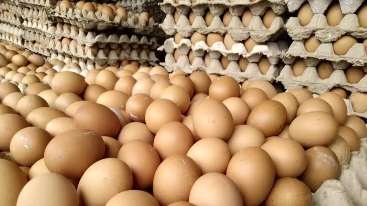 Ilustrasi telur ayam (Istimewa)