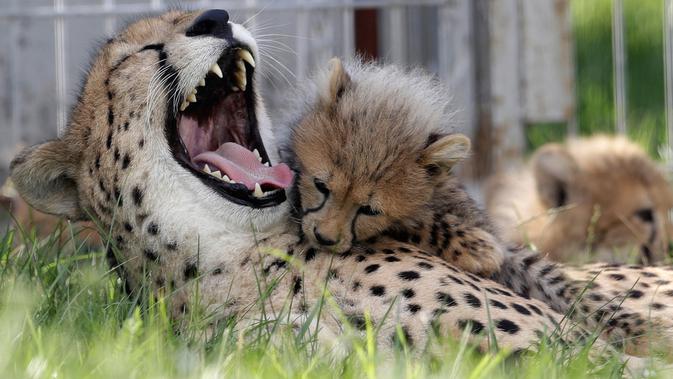 Bayi cheetah berinteraksi dengan induknya, Savannah, di Kebun Binatang Praha, Republik Ceko, Kamis (3/8). Lima ekor cheetah, 3 jantan dan 2 betina, dilahirkan pada 15 Mei 2017 lalu dan menambah total cheetah di kebun binatang ini. (MICHAL CIZEK/AFP)