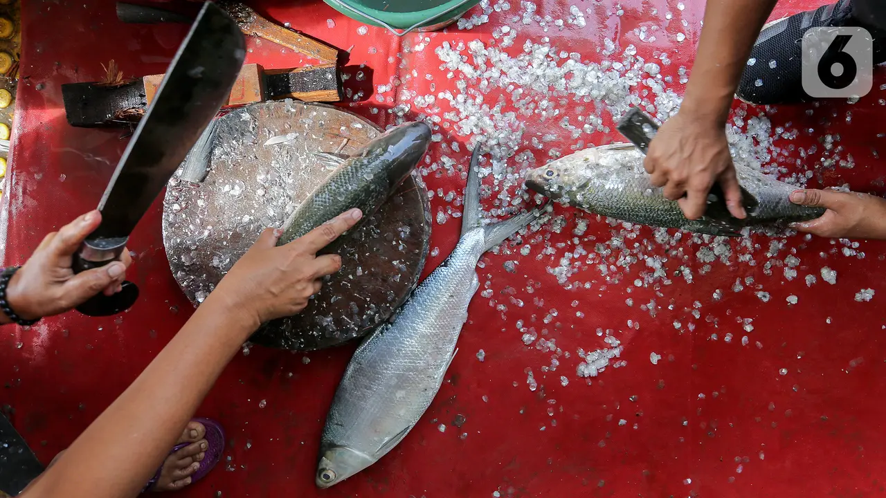 Berburu Ikan Bandeng Imlek Rawa Belong di Masa Pandemi