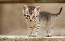 Benarkah Memelihara Kucing Bikin Mandul? ini Penjelasan Pakar Patologi Klinik
