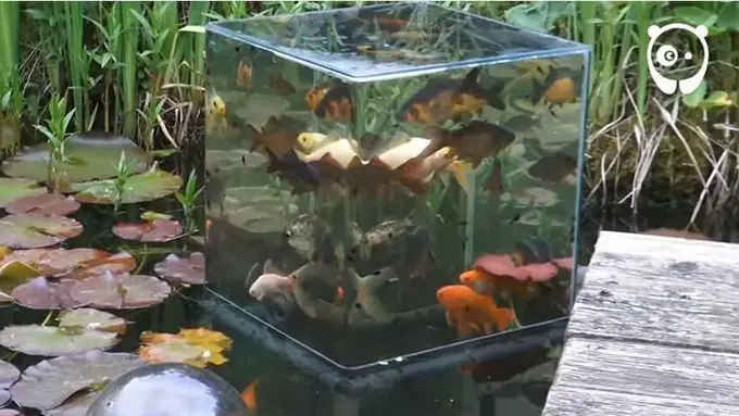 [Bintang] Terbalik, Akuarium di Atas Air Ini Bikin Kamu Takjub Berat!