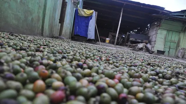 Langkah Besar Mengembalikan Nama Besar Kopi Sumsel