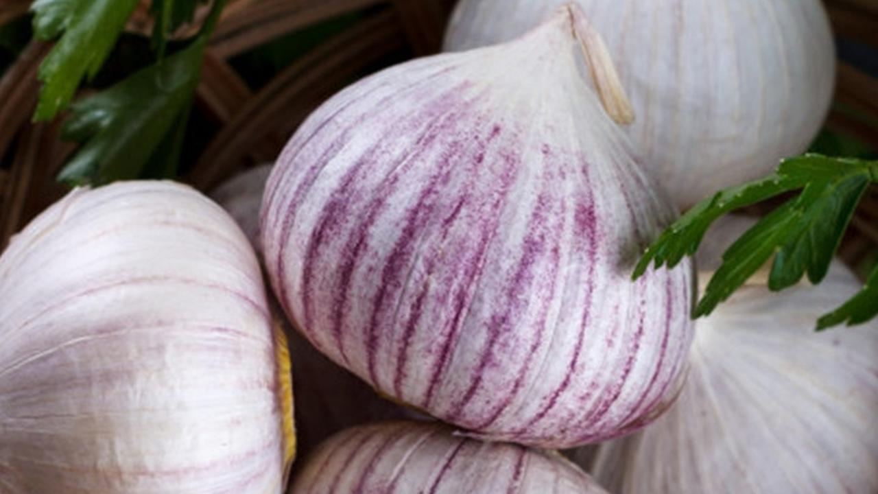 10 Manfaat Bawang Putih Tunggal Bagi Kesehatan, Lebih Berkhasiat dari Bawang Biasa