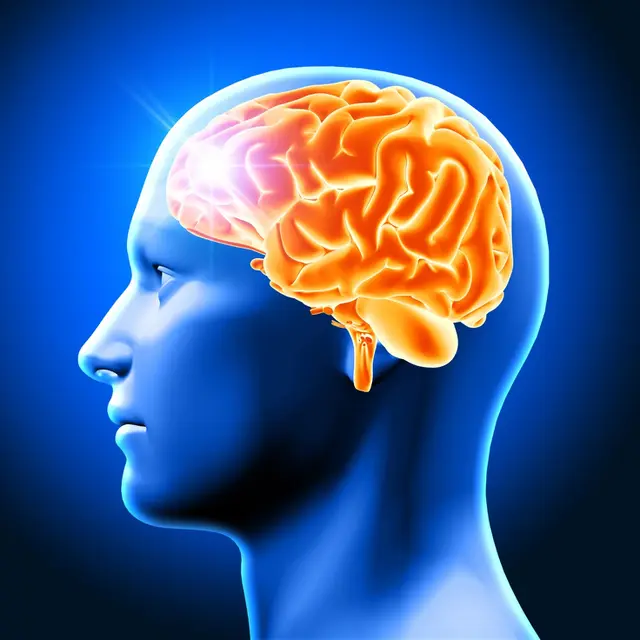 Brain