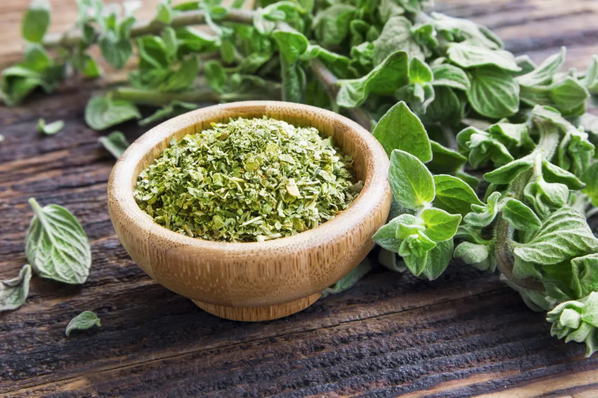 daun oregano kering