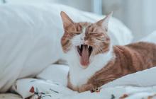 Jadikan Kucing Lebih Sehat dan Aktif, Ini 10 Daftar Makanan yang Aman Dikonsumsi Kucing Selain Ikan