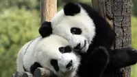 Mau Lihat Panda, Datang Saja ke Malaysia