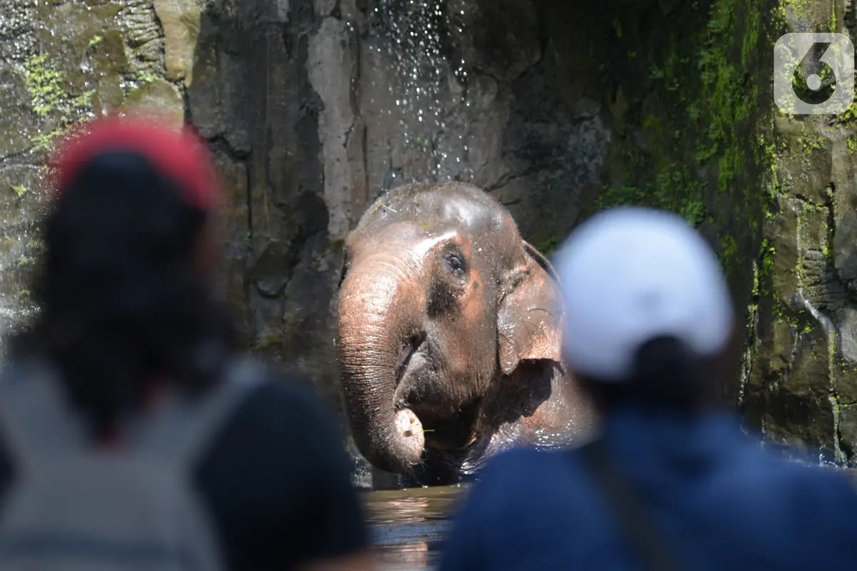 FOTO: Hore, Taman Marga Satwa Ragunan Kembali Dibuka