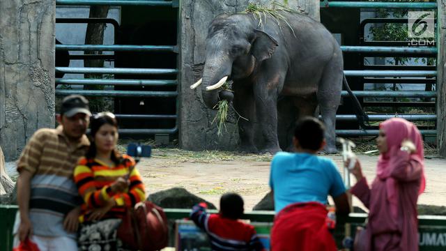 Libur Lebaran, Kebun Binatang Ragunan Masih Jadi Favorit Wisata