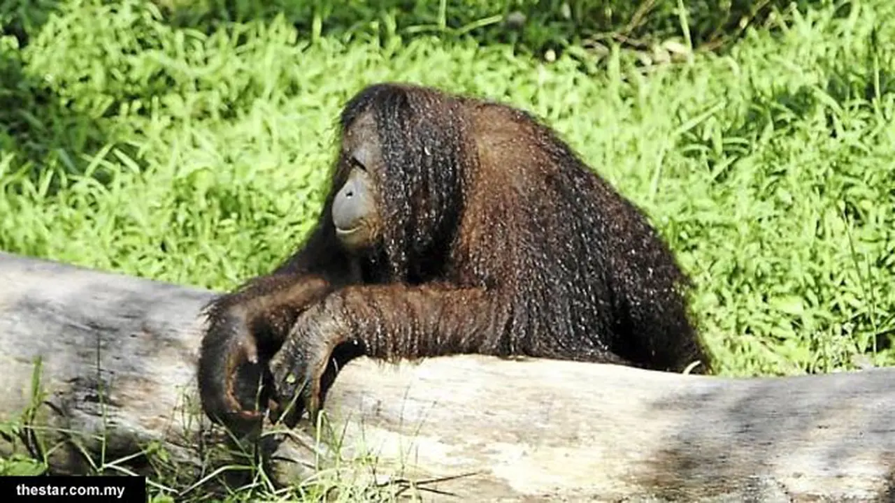 orangutan-130705c.jpg