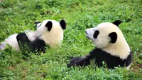 Ssst, Ternyata Panda Pemilih Pasangan