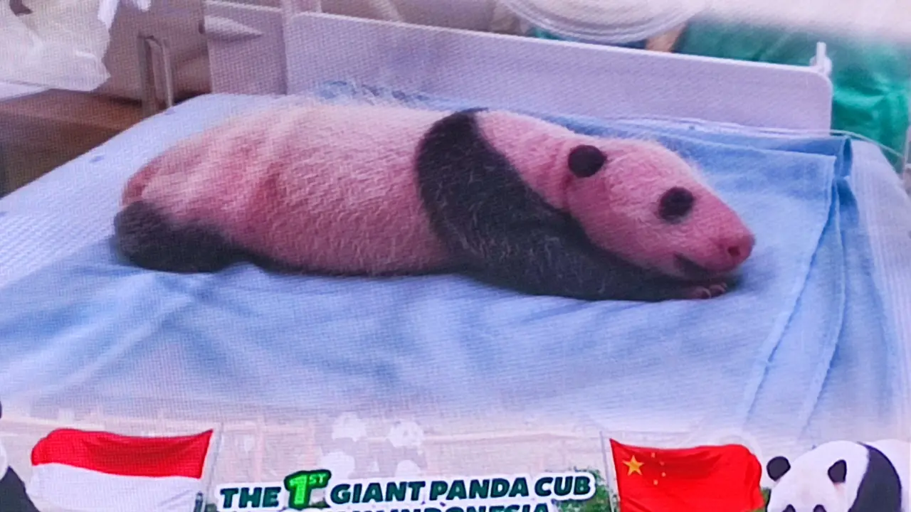 Bayi panda di Taman Safari Bogor