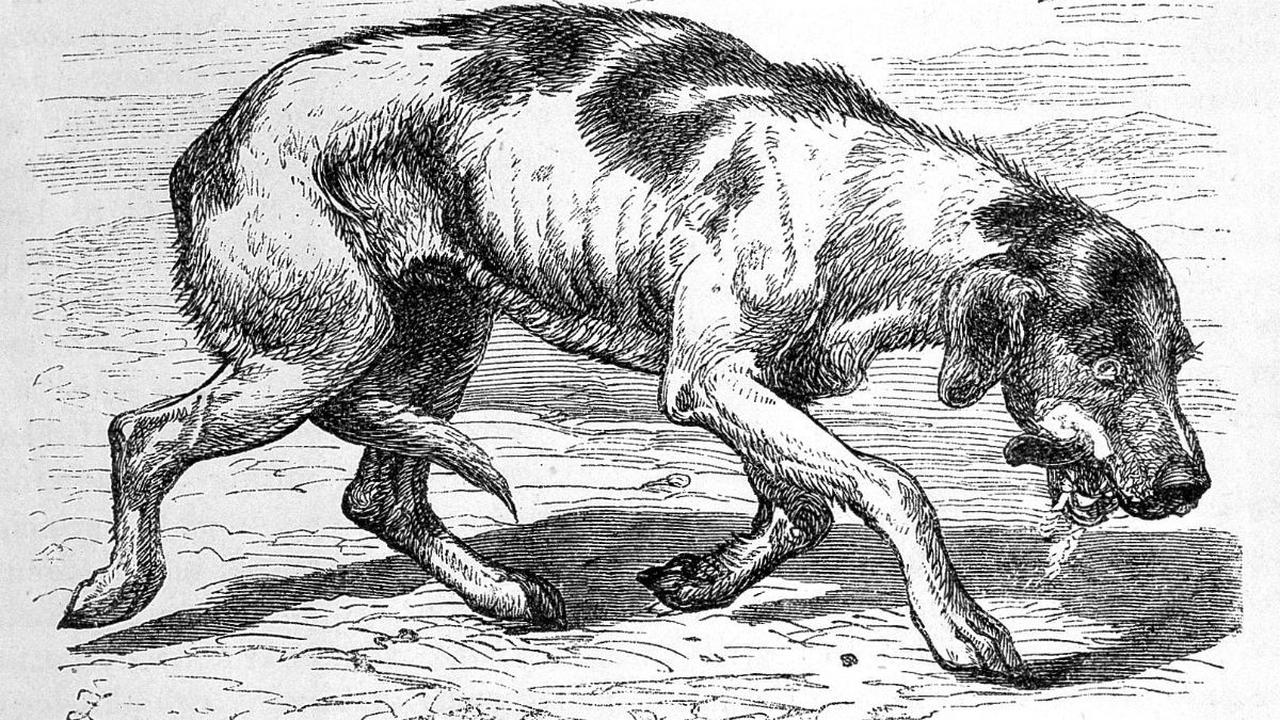 Vampir dan Rabies Sama-sama Menular