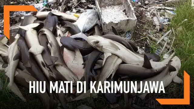 Ratusan ekor hiu ditemukan mati misterius di penangkaran Karimunjawa. Tak hanya hiu, puluhan ikan hias juga ikut mati.