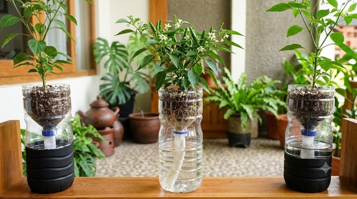 Tips Tanaman Cabai di Botol Bekas Cepat Berbunga dan Berbuah