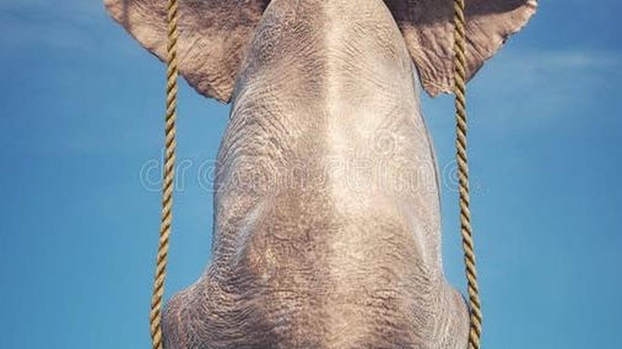 <b>40. Gajah terbang dengan apa? Dengan susah payah.</b>