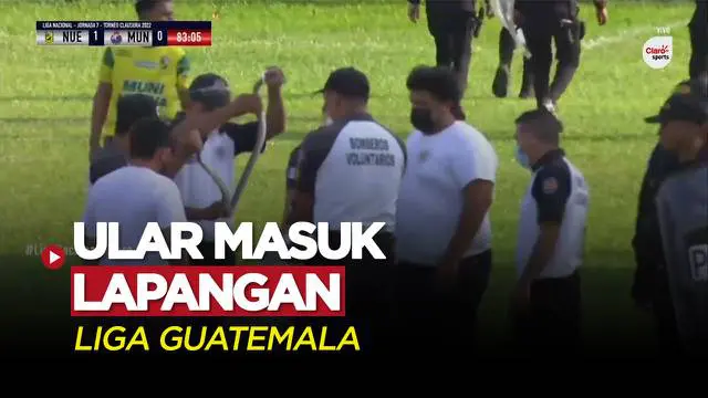 Berita Video, Momen Mengejutkan! Seekor Ular Masuk ke Lapangan di Liga Guatemala
