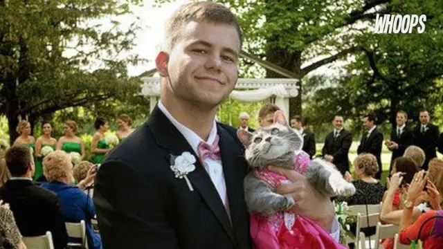 Seekor kucing didandani dengan gaun dan digendong untuk menjadi pasangan pesta