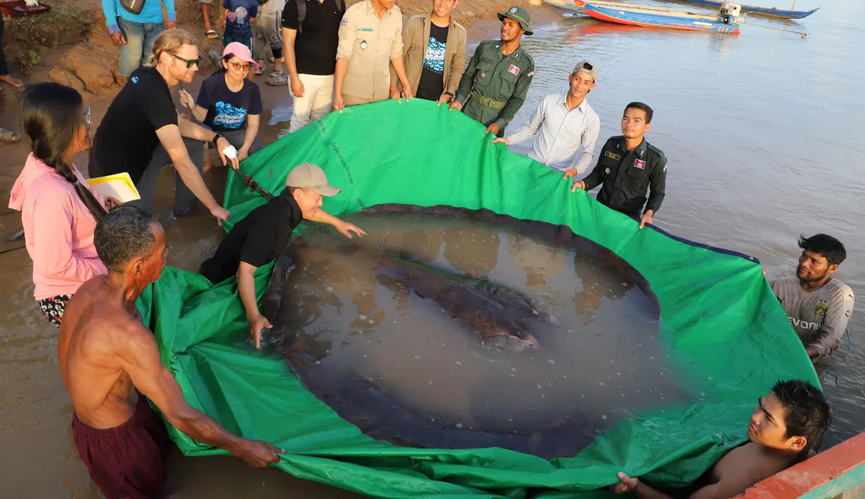 Dalam foto yang diambil pada 14 Juni 2022, tim ilmuwan dan peneliti bersiap melepaskan ikan pari air tawar raksasa ke Sungai Mekong, Kamboja. Betina sepanjang empat meter itu dilepaskan kembali ke sungai setelah diberi tanda elektronik untuk memungkinkan para ilmuwan memantau gerakan dan perilakunya. (Chhut Chheana/Wonders of the Mekong via AP)
