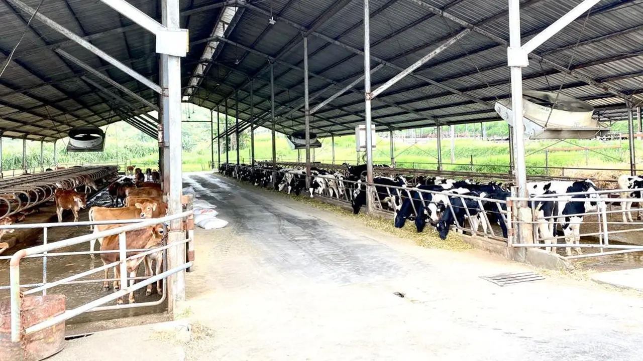 Nihil Kasus PMK, Intip Cara Peternakan Sapi di Malang Cegah Penyakit Mulut dan Kuku